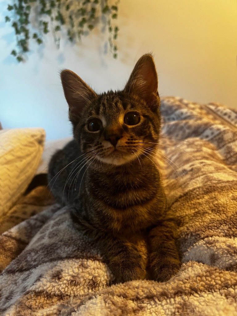 Willem, an adoptable Domestic Short Hair in Gorham, ME, 04038 | Photo Image 1