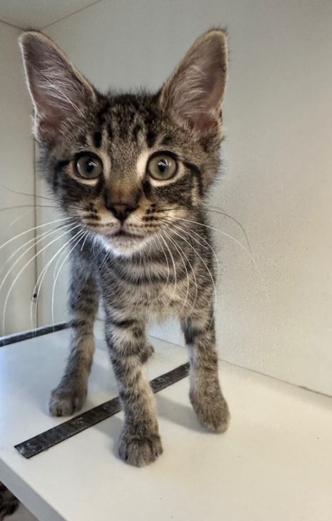 Willem, an adoptable Domestic Short Hair in Gorham, ME, 04038 | Photo Image 2