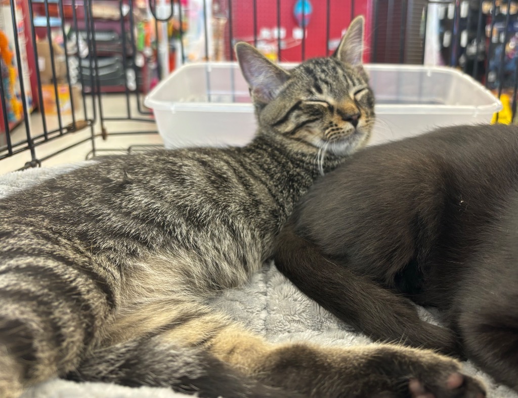 Willem, an adoptable Domestic Short Hair in Gorham, ME, 04038 | Photo Image 4