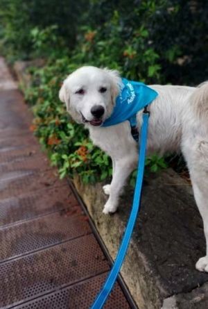 Frankie fka Cass (Hopalong) SAT, Adult Male Great Pyrenees