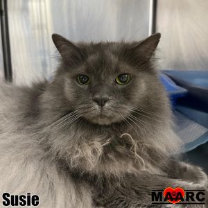Meet Susie the sassy six-year-old fluffy feline with enough sweetness to melt h