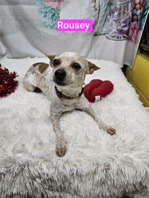 Rousey Chihuahua Dog