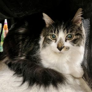 Dudley Maine Coon Cat