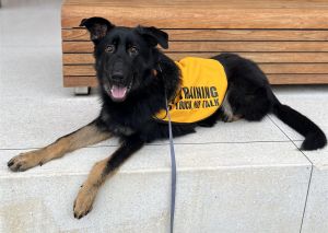 Animal Profile Atlas is a 14 month old 90 lb neutered male German Shepherd who 