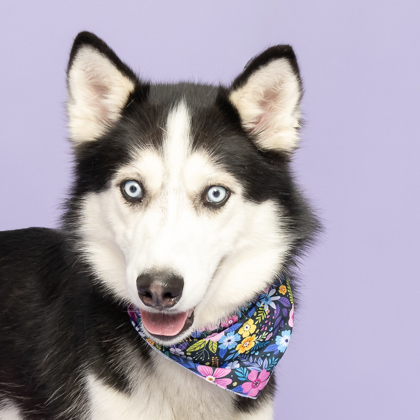 Bruno, an adoptable Siberian Husky in Caldwell, ID, 83607 | Photo Image 1