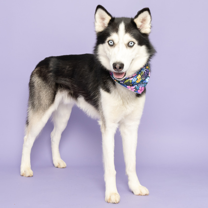 Bruno, an adoptable Siberian Husky in Caldwell, ID, 83607 | Photo Image 3