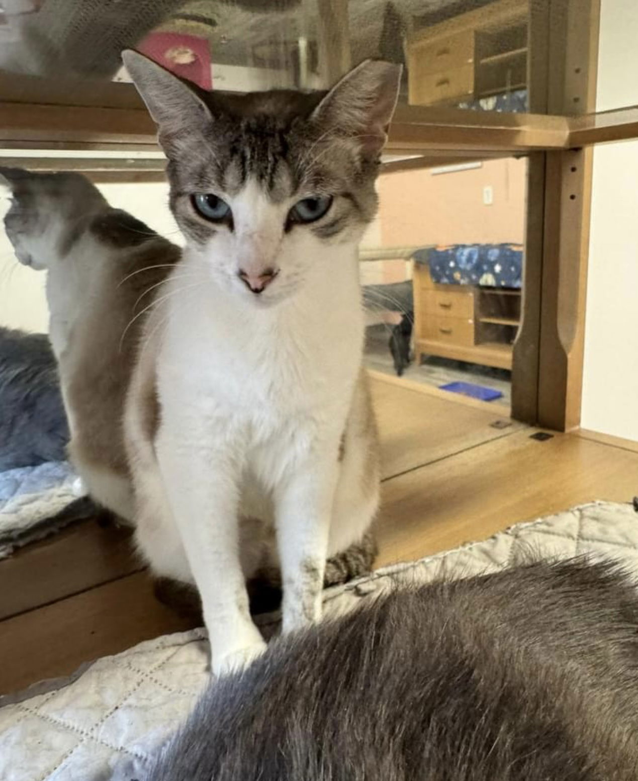 Ping Ping, an adoptable Snowshoe in Naples, FL, 34116 | Photo Image 1