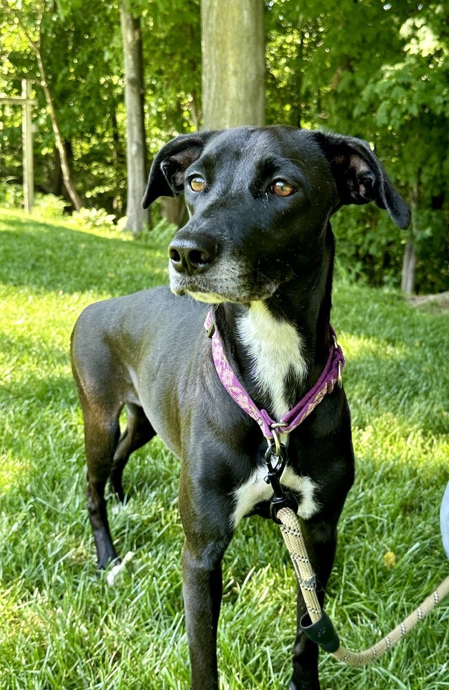 Jo, an adoptable Mixed Breed in Grand Rapids, MI, 49503 | Photo Image 6