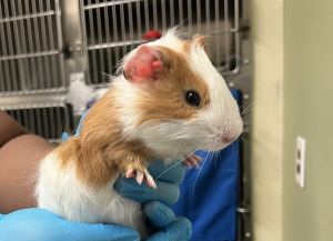 Small Furry Animals for Adoption Near 11379 NY Petfinder