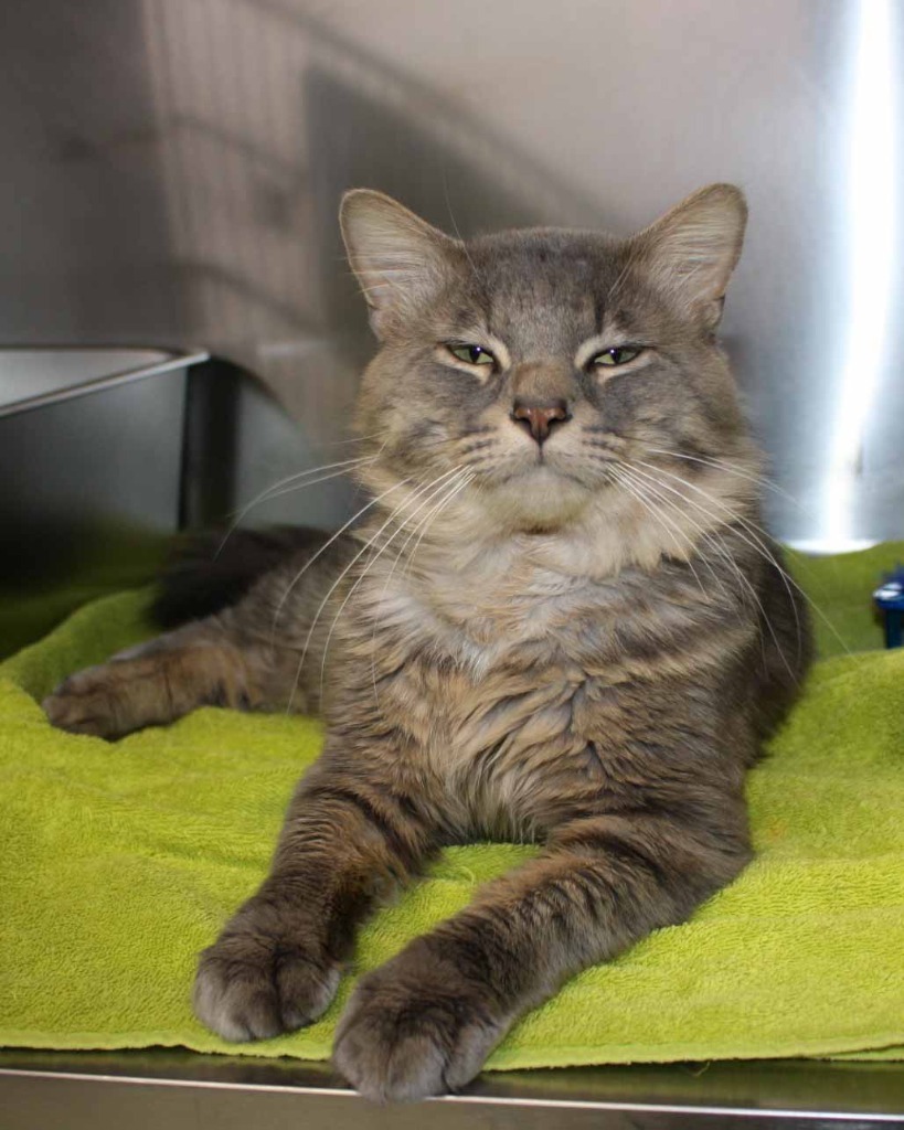 Juan, an adoptable Maine Coon in Murray, KY, 42071 | Photo Image 1