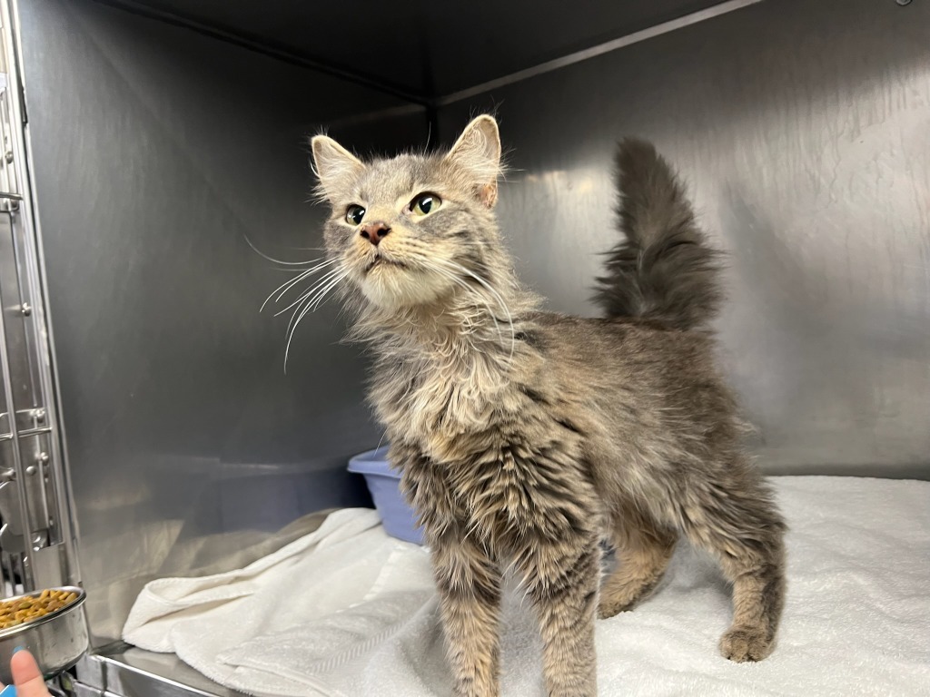 Juan, an adoptable Maine Coon in Murray, KY, 42071 | Photo Image 2