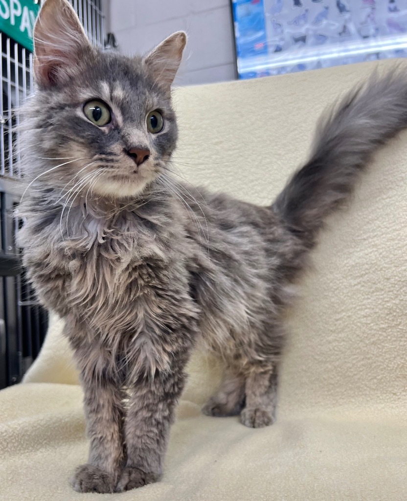 Juan, an adoptable Maine Coon in Murray, KY, 42071 | Photo Image 3