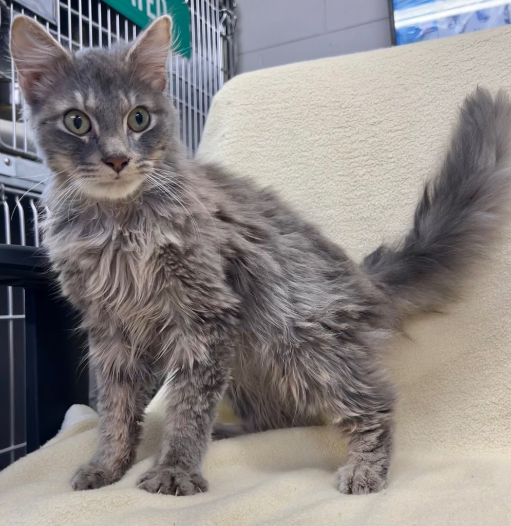 Juan, an adoptable Maine Coon in Murray, KY, 42071 | Photo Image 4