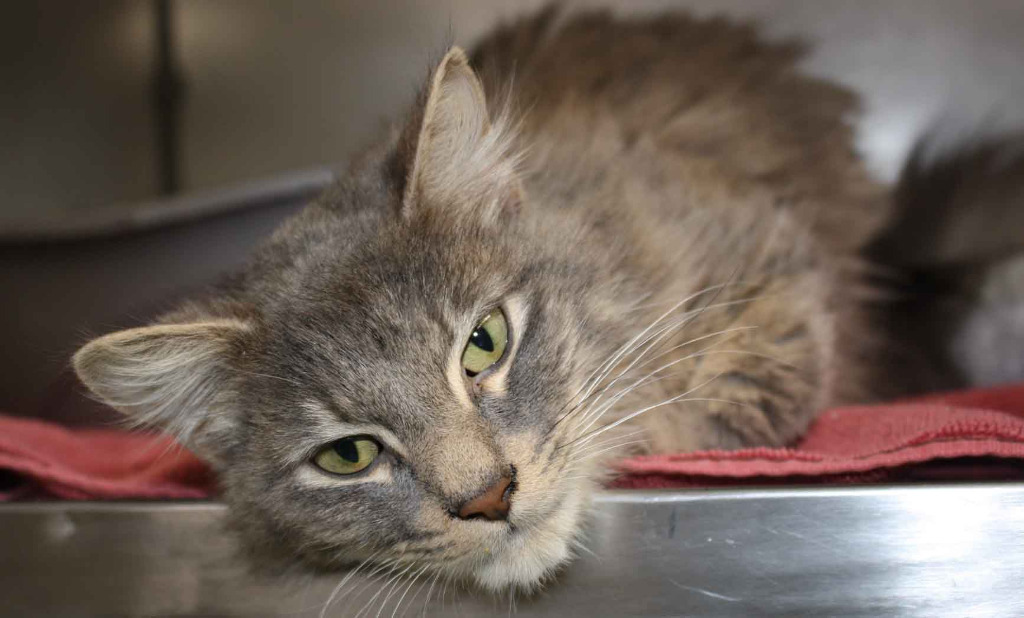 Juan, an adoptable Maine Coon in Murray, KY, 42071 | Photo Image 5
