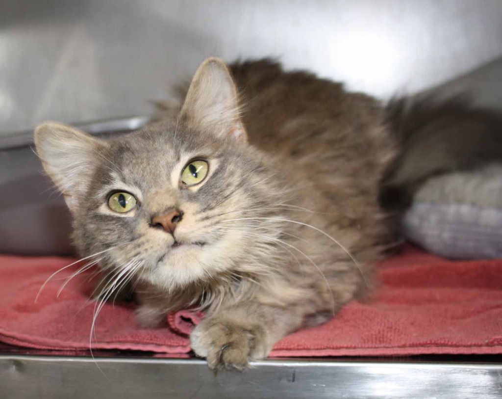 Juan, an adoptable Maine Coon in Murray, KY, 42071 | Photo Image 6