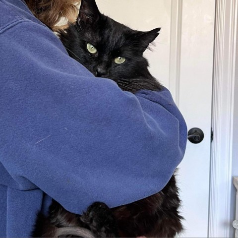 Cinder Thain, an adoptable Domestic Long Hair in Eagle Mountain, UT, 84005 | Photo Image 1