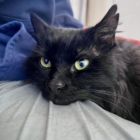 Cinder Thain, an adoptable Domestic Long Hair in Eagle Mountain, UT, 84005 | Photo Image 3