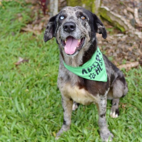 Felix, an adoptable Mixed Breed in Kailua Kona, HI, 96740 | Photo Image 1