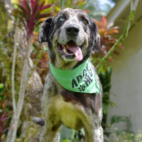 Felix, an adoptable Mixed Breed in Kailua Kona, HI, 96740 | Photo Image 2
