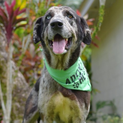Felix, an adoptable Mixed Breed in Kailua Kona, HI, 96740 | Photo Image 3