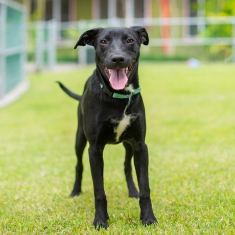 Harper, an adoptable Mixed Breed in Kailua Kona, HI, 96740 | Photo Image 1