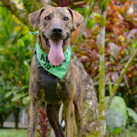 Rusty, an adoptable Mixed Breed in Kailua Kona, HI, 96740 | Photo Image 3