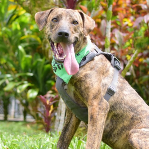 Rusty, an adoptable Mixed Breed in Kailua Kona, HI, 96740 | Photo Image 4