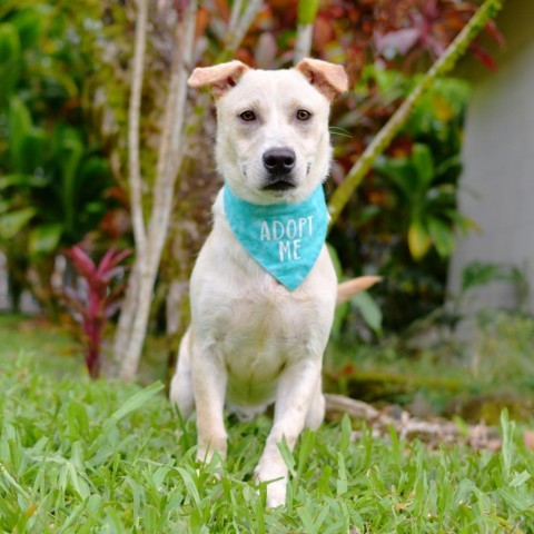 Oliver, an adoptable Mixed Breed in Kailua Kona, HI, 96740 | Photo Image 2