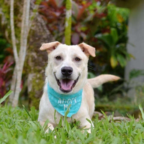Oliver, an adoptable Mixed Breed in Kailua Kona, HI, 96740 | Photo Image 3