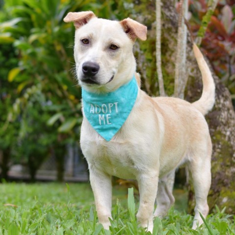 Oliver, an adoptable Mixed Breed in Kailua Kona, HI, 96740 | Photo Image 4