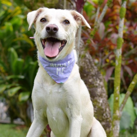 Nelly, an adoptable Mixed Breed in Kailua Kona, HI, 96740 | Photo Image 1