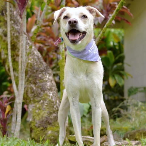 Nelly, an adoptable Mixed Breed in Kailua Kona, HI, 96740 | Photo Image 2