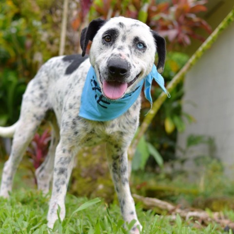 Pongo, an adoptable Mixed Breed in Kailua Kona, HI, 96740 | Photo Image 1