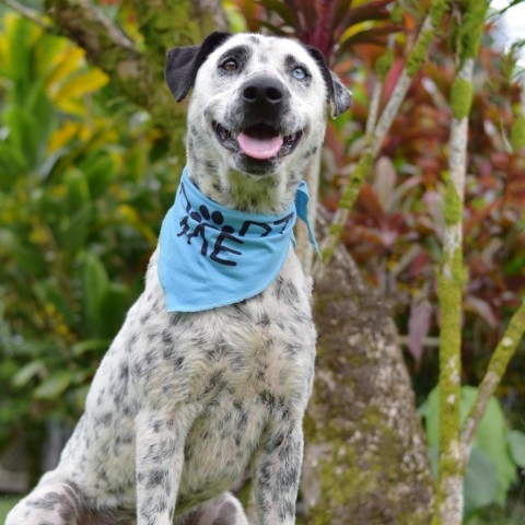 Pongo, an adoptable Mixed Breed in Kailua Kona, HI, 96740 | Photo Image 2