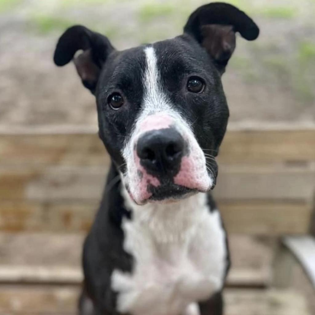 Monty, an adoptable Mixed Breed in Milton, FL, 32583 | Photo Image 1