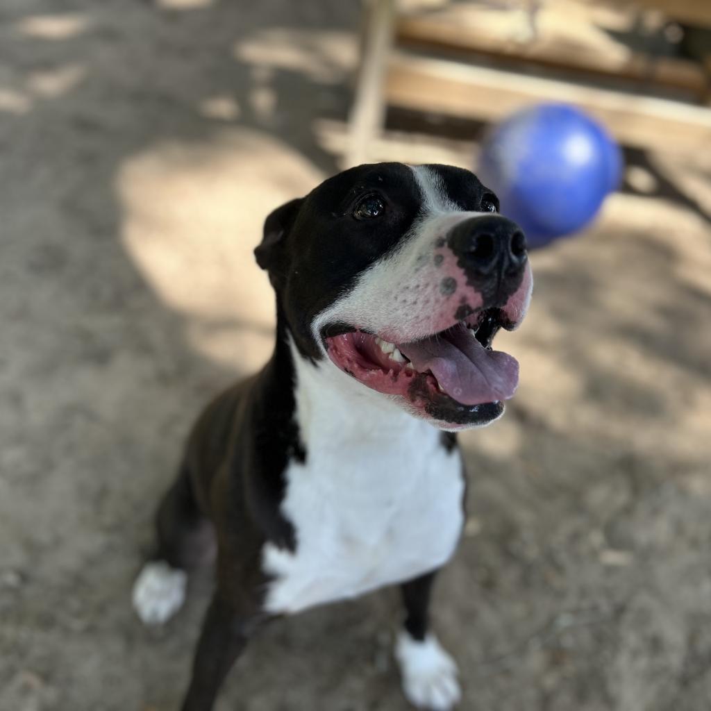 Monty, an adoptable Mixed Breed in Milton, FL, 32583 | Photo Image 2