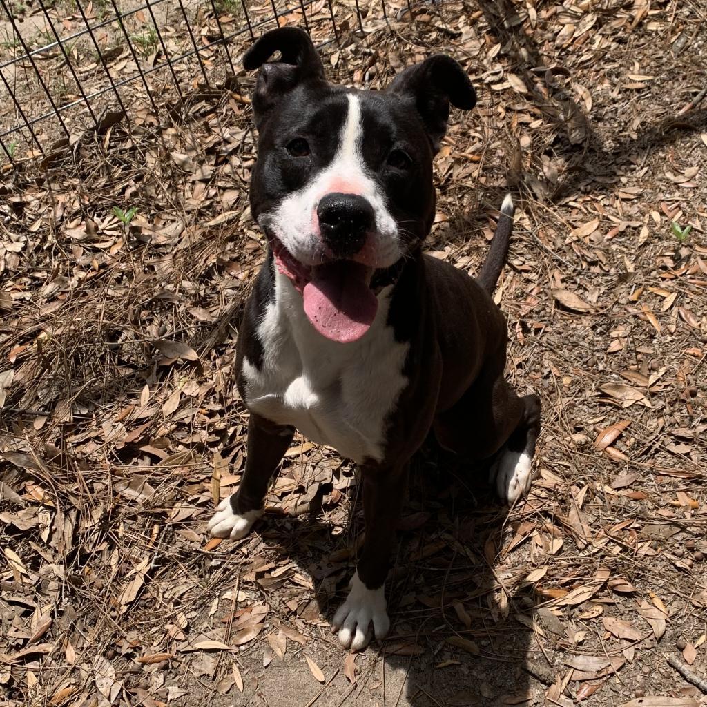 Monty, an adoptable Mixed Breed in Milton, FL, 32583 | Photo Image 3