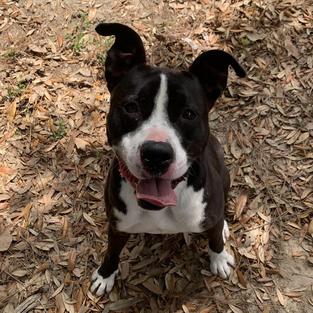 Monty, an adoptable Mixed Breed in Milton, FL, 32583 | Photo Image 4