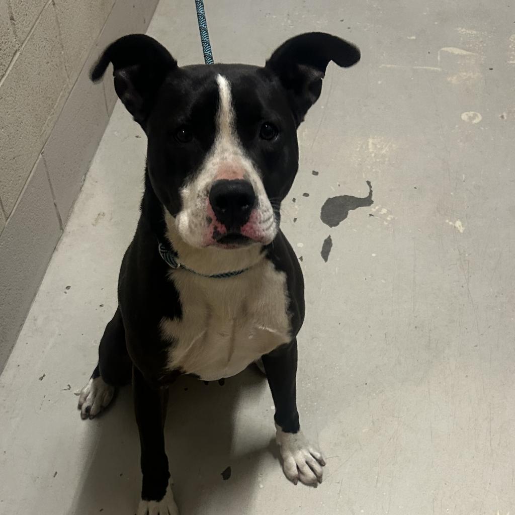 Monty, an adoptable Mixed Breed in Milton, FL, 32583 | Photo Image 5