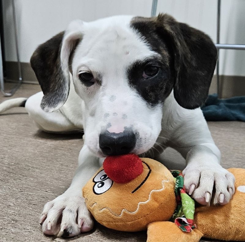Brilee, an adoptable Catahoula Leopard Dog, Hound in Genoa, IL, 60135 | Photo Image 1