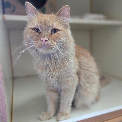 Tiger, an adoptable Domestic Medium Hair in Idaho Falls, ID, 83402 | Photo Image 1