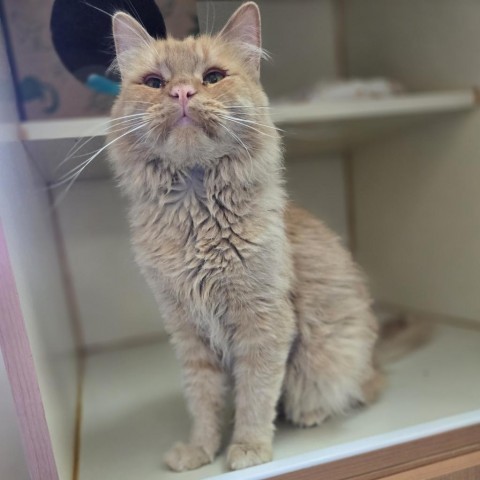 Tiger, an adoptable Domestic Medium Hair in Idaho Falls, ID, 83402 | Photo Image 2