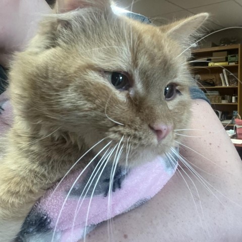 Tiger, an adoptable Domestic Medium Hair in Idaho Falls, ID, 83402 | Photo Image 3