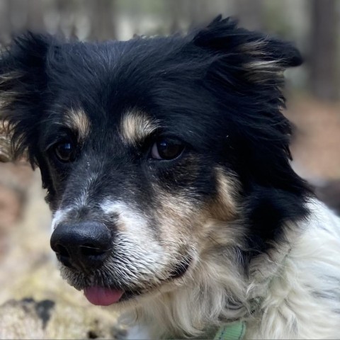 Dog for adoption - Winston, a Border Collie Mix in Fredericksburg, VA ...