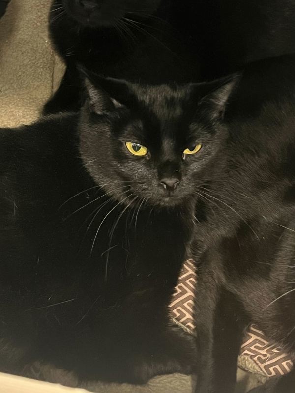 Overcast, an adoptable Domestic Short Hair in Portsmouth, VA, 23701 | Photo Image 1