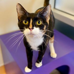 Hi there my name is Violet I am a 3 year old small size domestic short hair