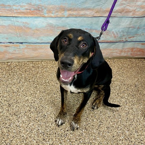 Priscilla, an adoptable Hound, Mixed Breed in Cheyenne, WY, 82007 | Photo Image 1