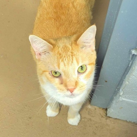 Ricky, an adoptable Domestic Short Hair in Tuscaloosa, AL, 35401 | Photo Image 1