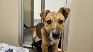 What my friends at Seattle Humane say about me I am a young pup who is ready to