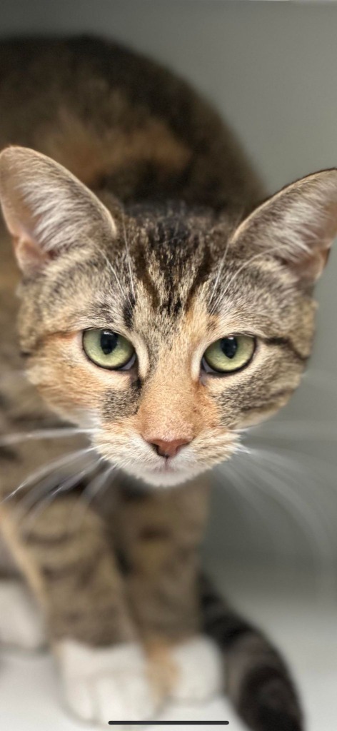 Ginger, an adoptable Domestic Short Hair in Brookings, OR, 97415 | Photo Image 1